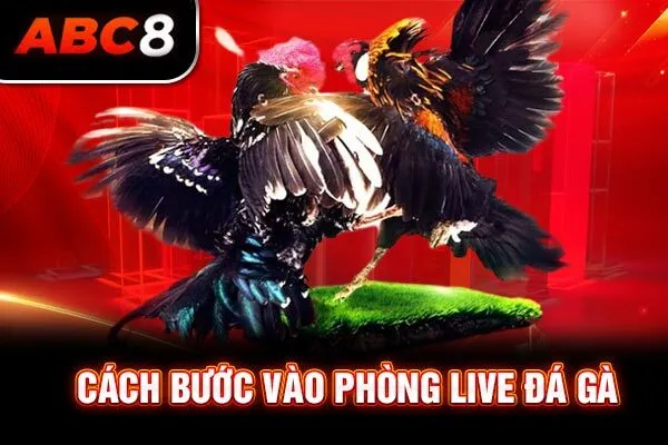 Cách bước vào phòng live đá gà Cách bước vào phòng live đá gà