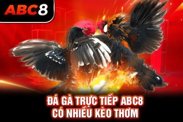 Đá gà trực tiếp ABC8 có nhiều kèo thơm Đá gà trực tiếp ABC8 có nhiều kèo thơm
